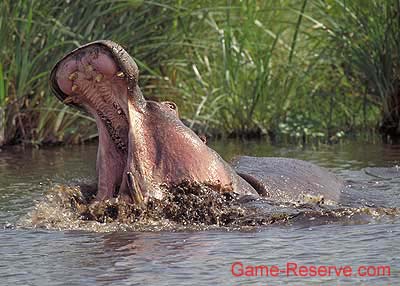 hippo_teeth_yawn