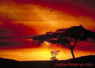 acacia_sunset