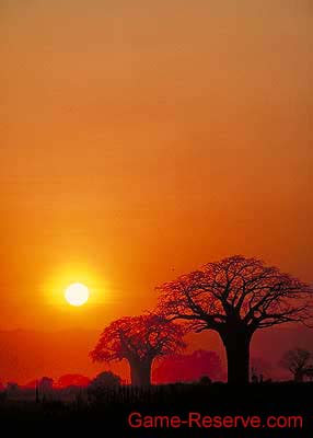 baobab_trees_sunset