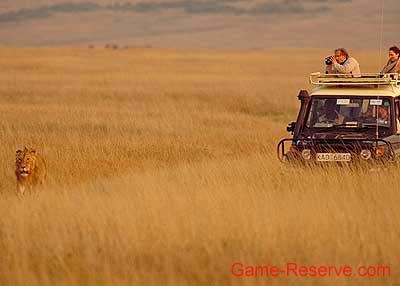 game_viewing_lion
