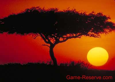 sunset_acacia_tree