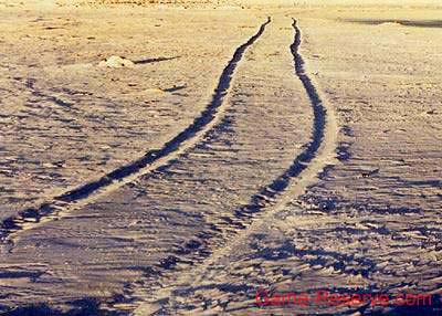 tracks_in_sand_rw
