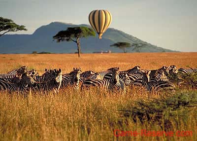 zebra_balooning_serengeti