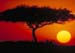 sunset_acacia_tree