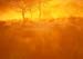 wildlife_dusk_dust
