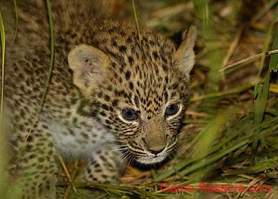 baby_leopard