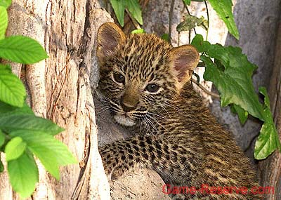 baby_leopard_climbing