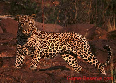 leopard