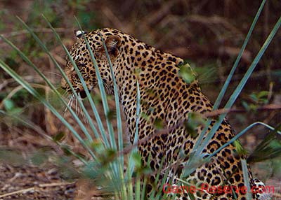 leopard_behind_palm_ng