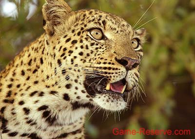 leopard_close-up