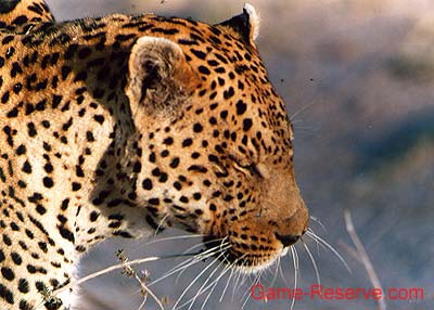 leopard_head_ng