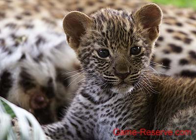 leopard_junior