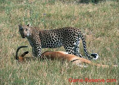leopard_kill