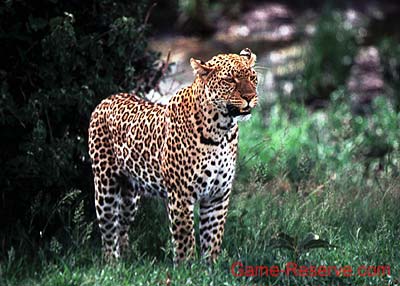 leopard_maasai_mara