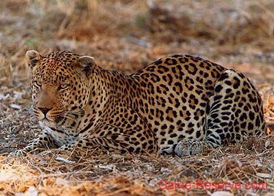 leopard_male_crouching_ng