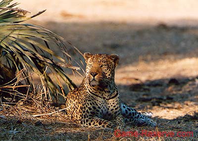 leopard_male_ng