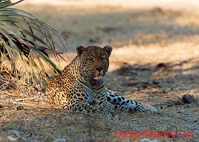 leopard_male_resting_ng