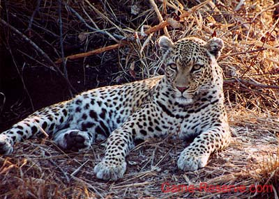leopard_mj