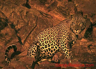 leopard_okonjima