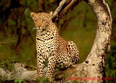 leopard_on_bough_da