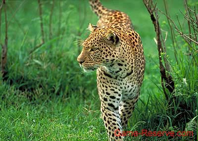 leopard_prowl