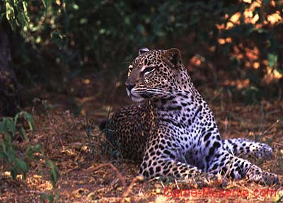 leopard_samburu