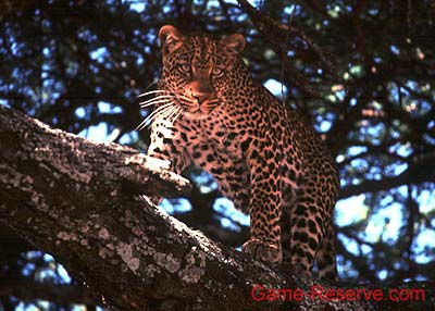 leopard_serengeti