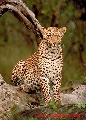 leopard_watching_da