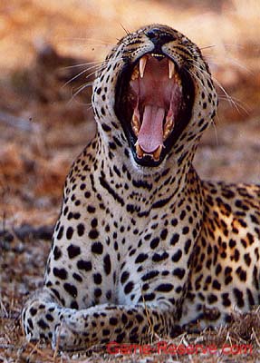 leopard_yawn_close-up