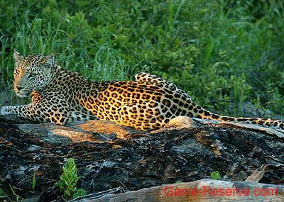 sunning_leopard