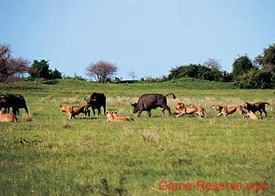 hunting_lions
