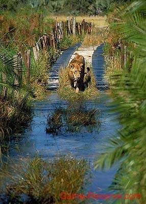lion_crossing_da