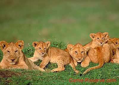 lion_cubs