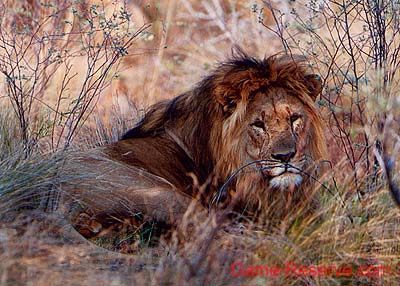 lion_king_ng
