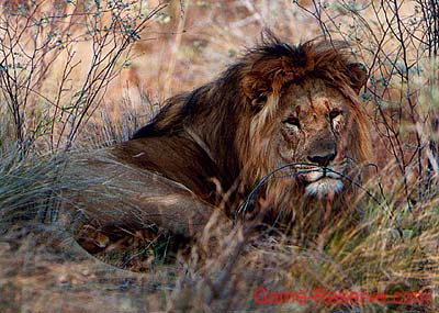 lion_king_watching_ng