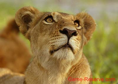 lioness