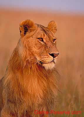 lioness_gaze