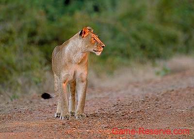 lioness_on_the _prowl_da