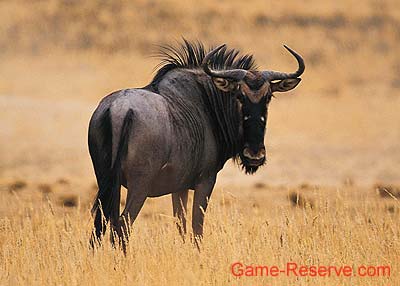 black_wildebeest_rsa