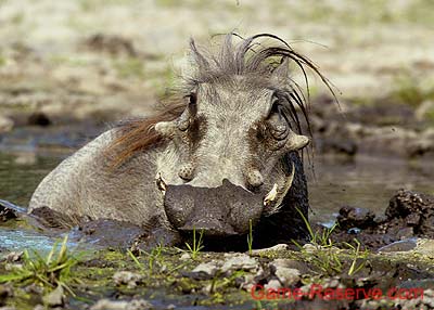 warthog