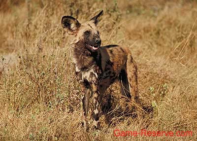 wild_dog_02