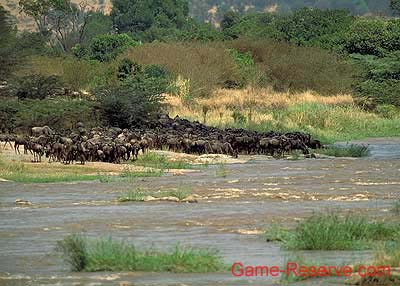 wildebeest_migration_at_riv