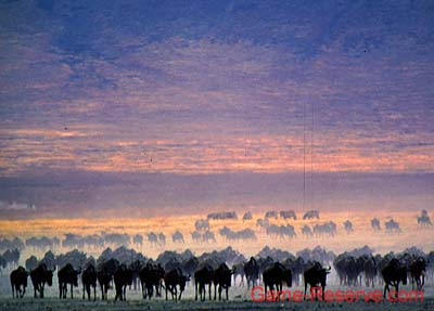 wildebeest_migration_da