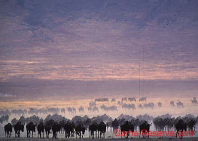 wildebeest_ngorongoro