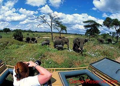 photographing_elephants_da