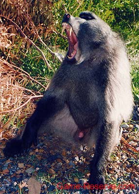 baboon_male