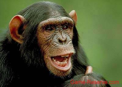 chimp_chatter_da
