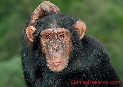 chimp_junior_da