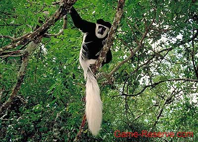 guereza_colobus_monkey