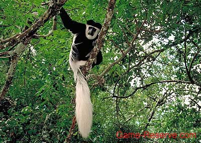 guereza_colobus_monkey_02